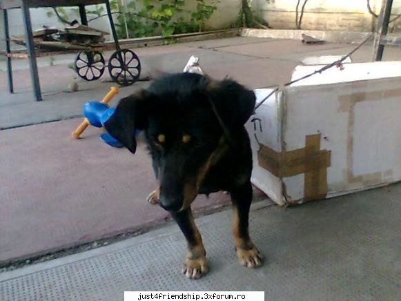 da :nebun: 

am :nebun: dog